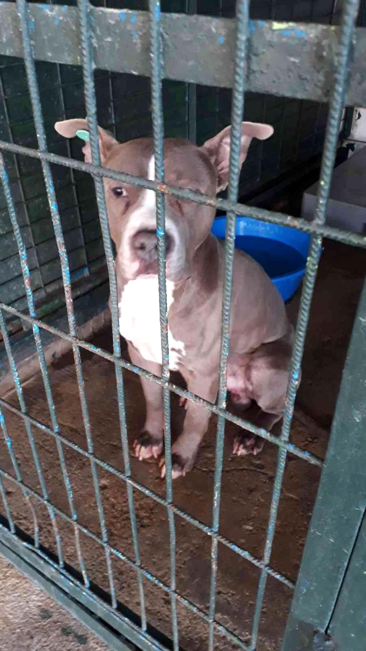 Bağcılar’da 27 tehlikeli köpek kayıt altına alındı