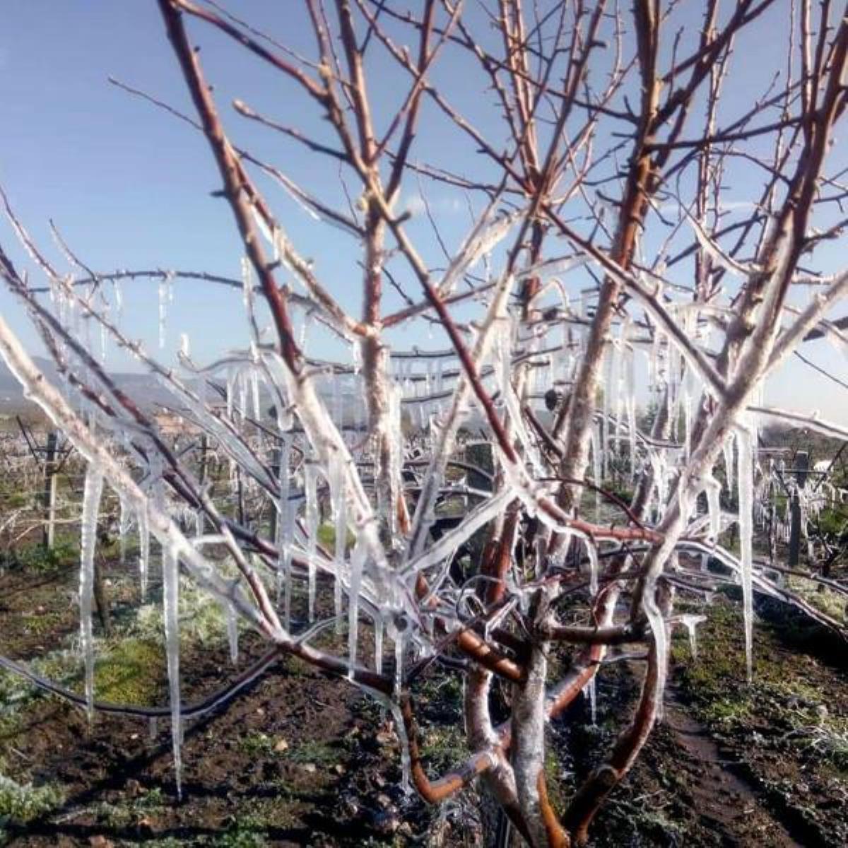 Ege’de 5 şehir için ‘zirai don’ uyası