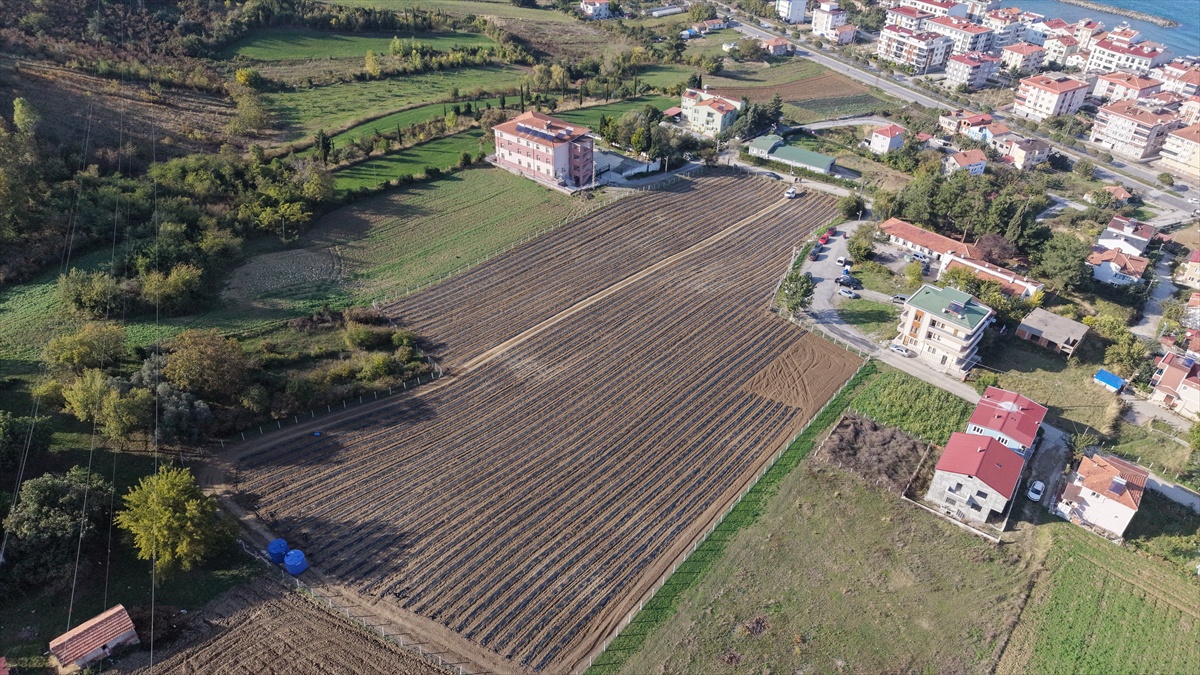 Samsun Yakakent'te iki kadın girişimci 25 dönüm araziye 7 bin kök aronya dikti
