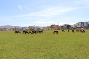Ardahan da Çiftçiyi Kuraklık Korkusu Sardı