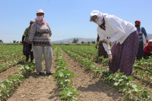 Aydın da 75 Kadın Çiftçi İş Sahibi Olacak