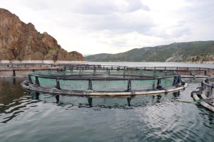 Bozkırda Yetişen Alabalıklar Uzakdoğu’ya İhraç Ediliyor