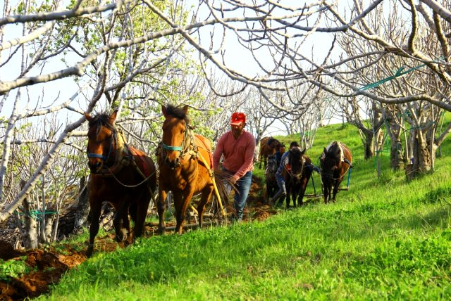 Cumhurbaşkanı çağrı yaptı, Aydın’da üretim seferberliği başladı