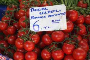 Domates Tavukla Yarışıyor