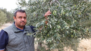 Edremit Körfezi’nde Zeytin Bolluğu
