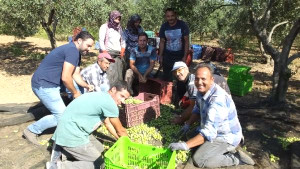 Edremit Körfezi’nde Zeytin Hasadı Başladı