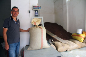 Giresun da Serbest Piyasada Fındık Fiyatı 14 Liraya …