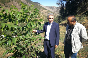 Gümüşhane Ceviz Vadisi Olma Yolunda Hızla İlerliyor
