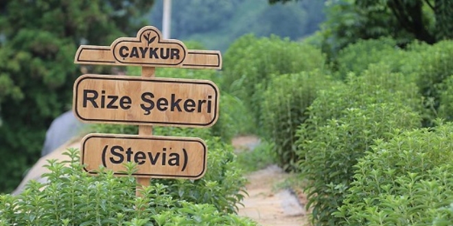 ÇAYKUR’dan sıfır kalorili şeker