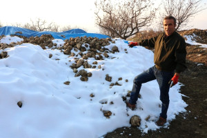 Kar Altında Kalan Şeker Pancarı Çürümeye Terk Edildi