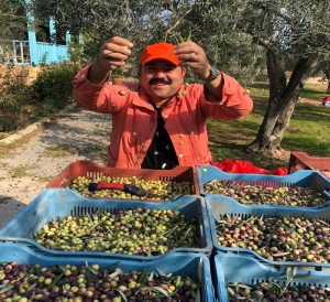 Ünlü Komedyen Kendi Yetiştirdiği Zeytinleri Hasat Etti
