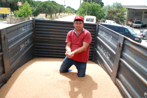 Keşan da Yılın İlk Buğdayı 2.10 TL den Satıldı