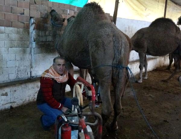 Kilosu 100 TL olan deve sütüne yoğun talep