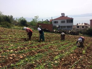 Kırağıdan Yanan Fasulye ve Kabaklar Yeniden Ekiliyor