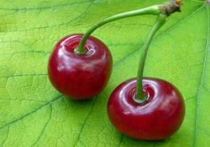 Kiraz nazlı çıktı cevizin altın yılı