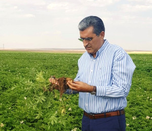 Konya Şeker den Patates Üreticisine 5 Milyon 200 Bin …