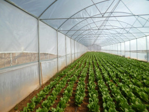 Manisa Büyükşehirden Çiftçilere Sera Desteği