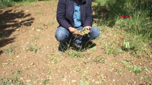 Dolu Alaşehir’de Tarım Arazilerini Vurdu
