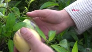 Şifa Niyetine Diktiği Pepino Gelir Kaynağı Oldu