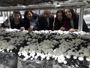 Mantar Üretim Tesislerinde İlk Hasat Yapıldı