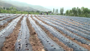 Muş’ta 200 Ton Çilek Üretimi Bekleniyor