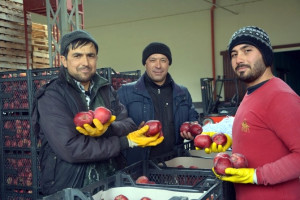 Ortadoğuya Elma İhracatı Başladı