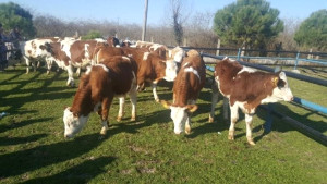 Samsun da 239 Genç Çiftçi Hibe Aldı