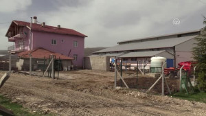Şehir Hayatını Bırakıp Köyünde Hayvancılık Yapıyor