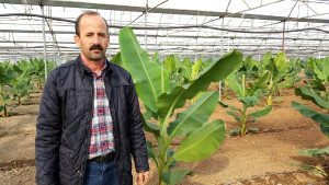 Serasında Domates Yerine Muz Yetiştirmeye Başladı