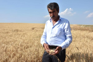 Sıcaklar ve Kuraklık Buğdayı Etkiledi, Verim Yüzde …