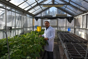 Üç Yerli Patates Daha Tescillendi