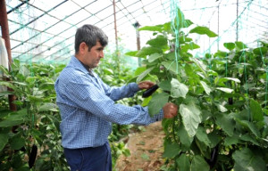 Yağışlar Batı Akdeniz Çiftçisini Sevindirdi