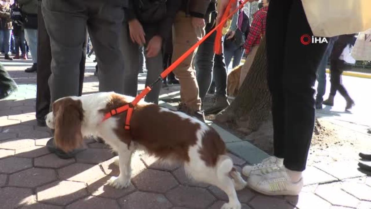 Hayvan severler sloganlar atarak belediyelere tepki gösterdi