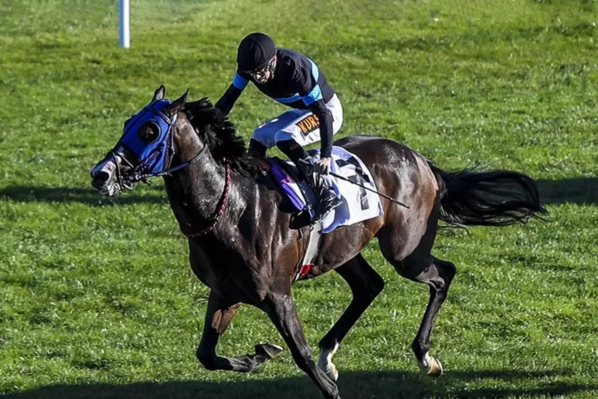 "100 milyonluk yarış atları kayıp" iddiasına açıklama geldi