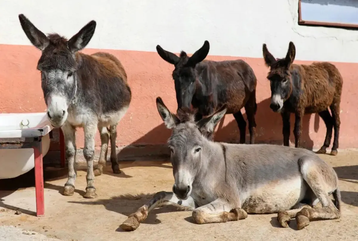 At, eşek, katır azaldı
