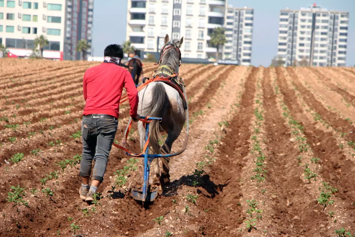 Atlara bağladığı sabanlarla yabani otları temizledi; tepkilere yol açtı