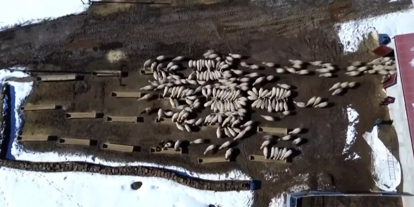 Bayburt'ta 50 milyon liralık yem desteği 2 bin 601 işletmeye ulaştı