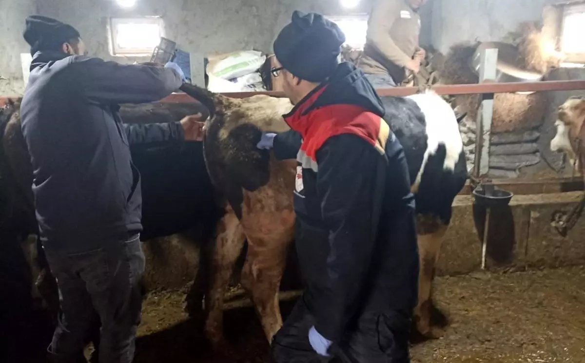 Beyşehir'de şap ile mücadelede çalışmaları