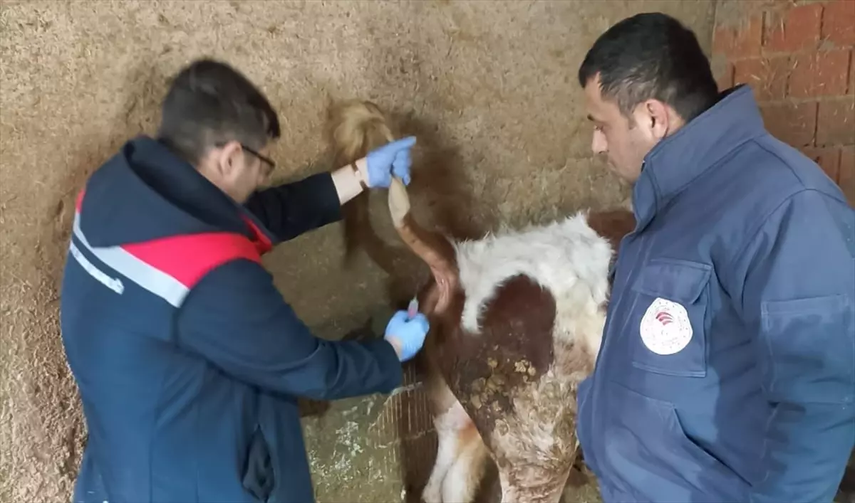 Beyşehir'de Hayvan Sağlığı ve Sosyal Sorumluluk