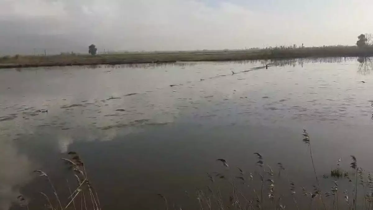 Aydın'da Büyük Menderes Nehri Taştı: Tarım Alanları Sular Altında Kaldı