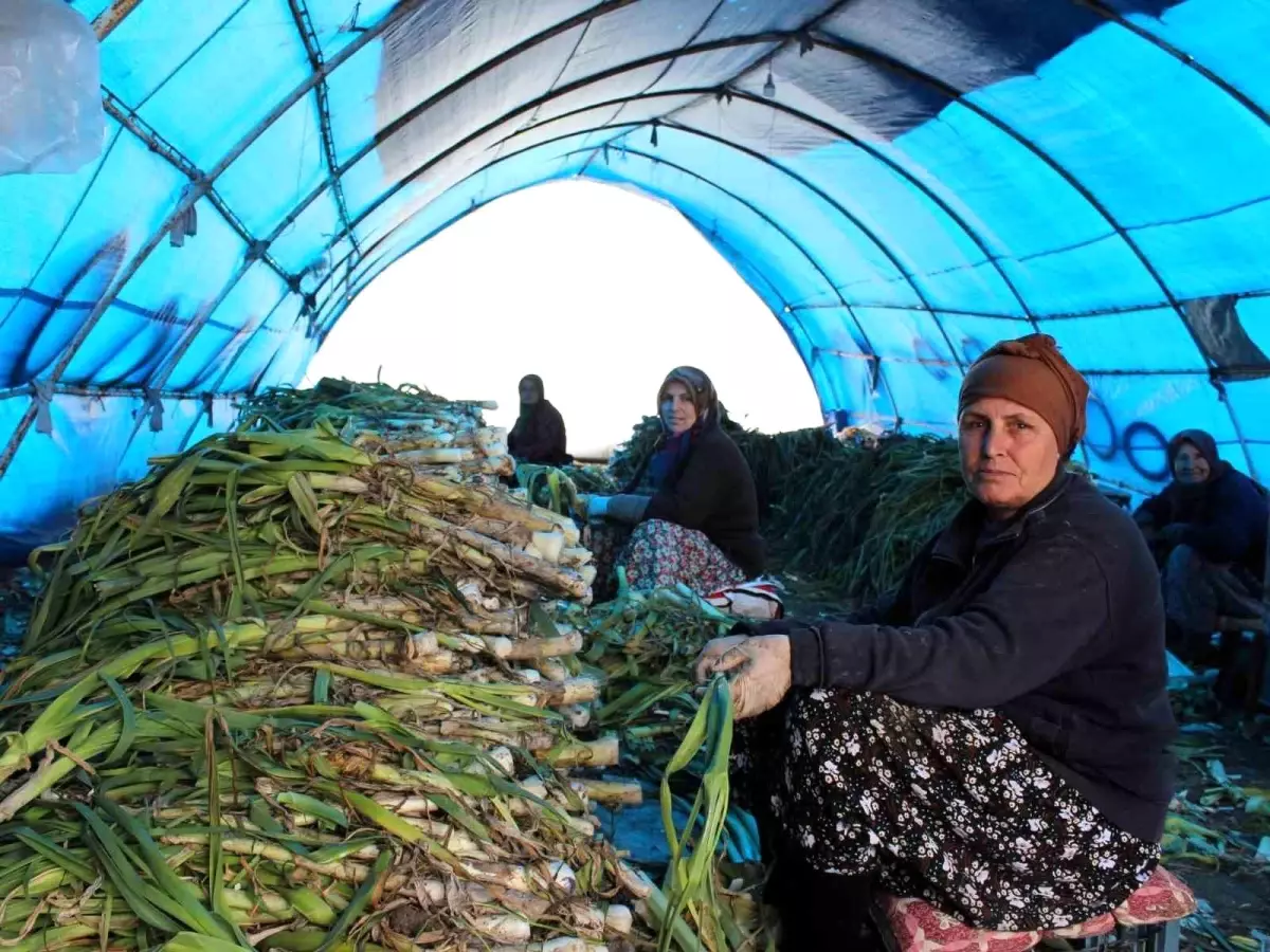 Lüleburgaz'da pırasa hasadı