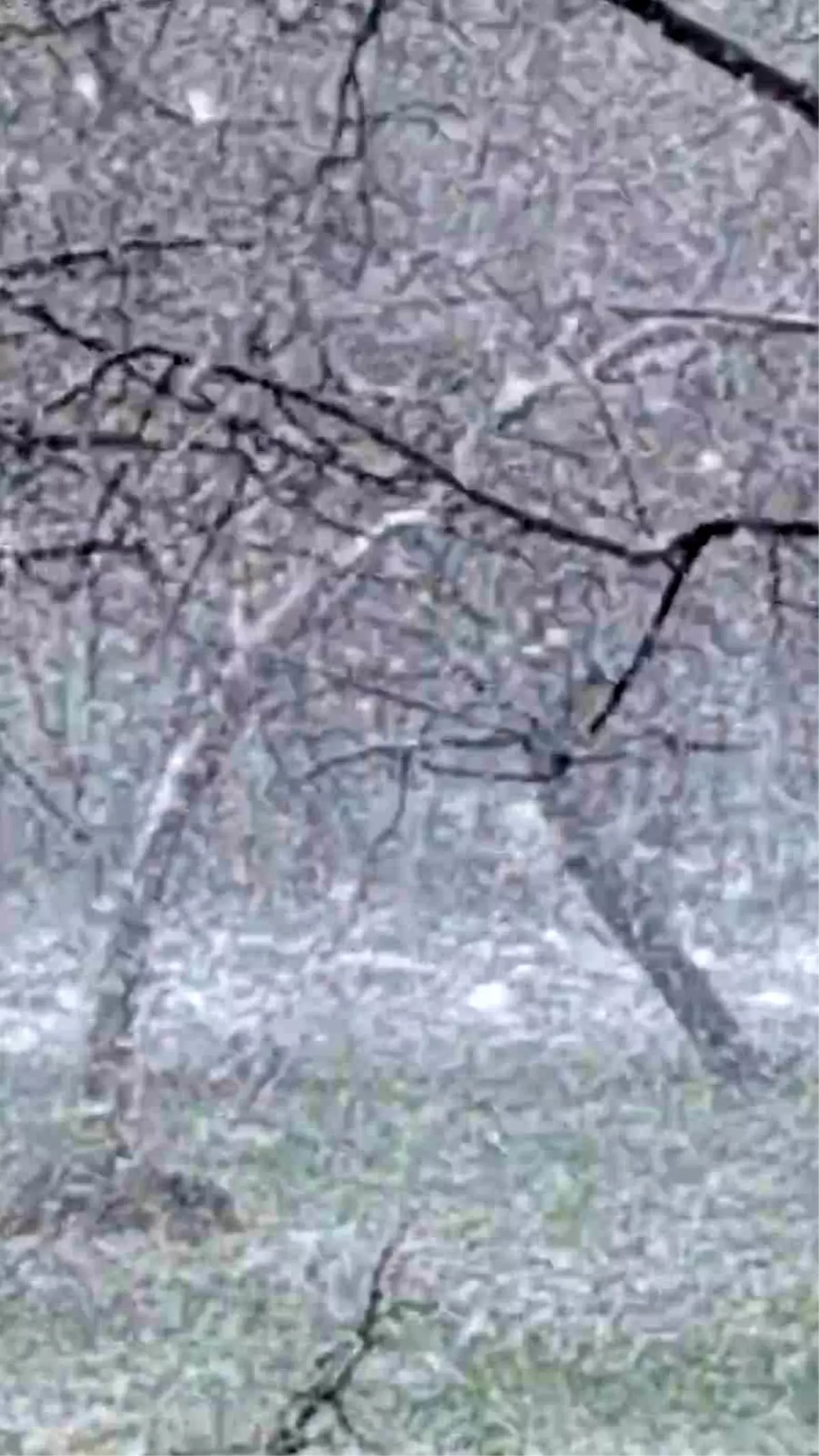 Mudurnu'da lapa lapa kar yağışı etkili oldu