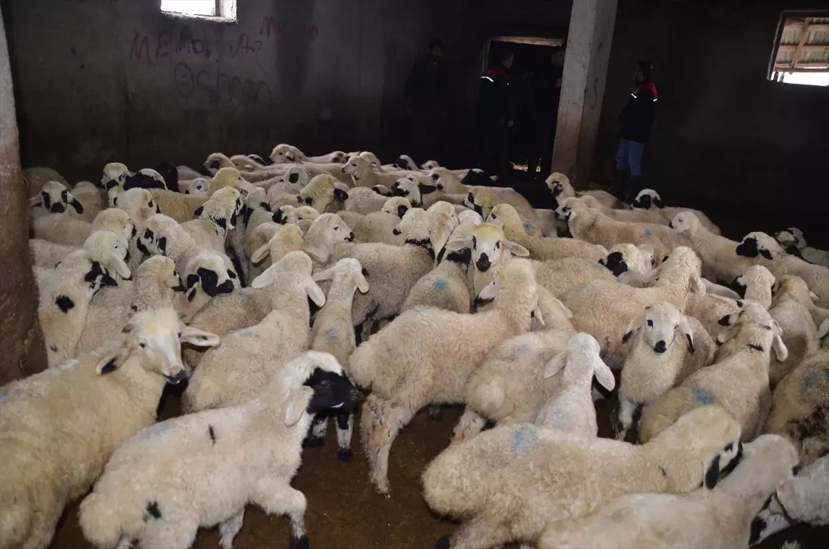 Muş'ta dünyaya gelen kuzu ve oğlaklar besicilerin mesaisini artırdı