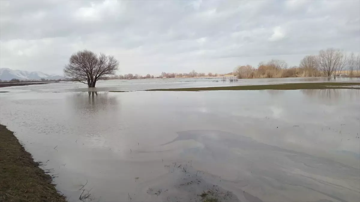 Muş'ta su altında kalan tarım arazilerinde inceleme yapıldı