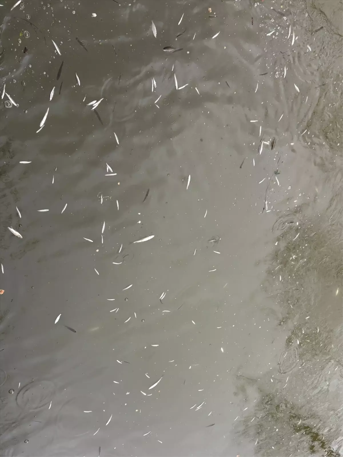 Sakarya'da balık ölümleriyle ilgili inceleme başlatıldı