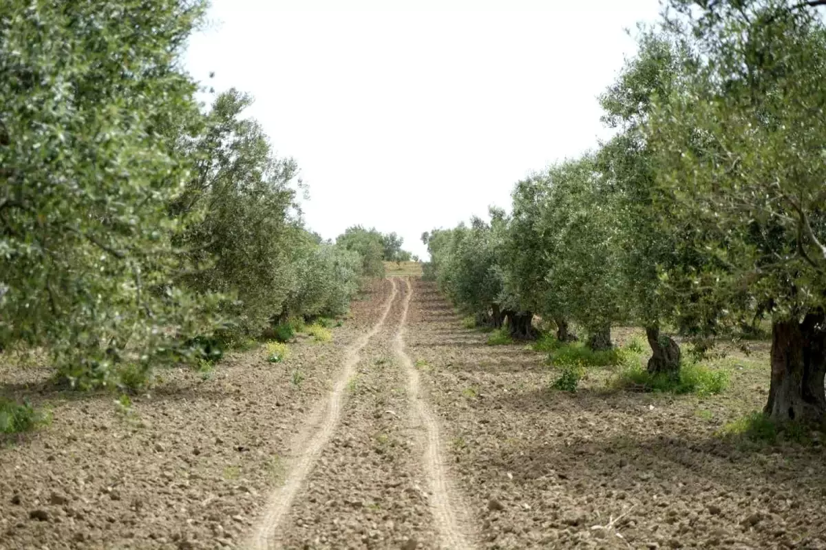Saruhanlı'da halkalı leke alarmı