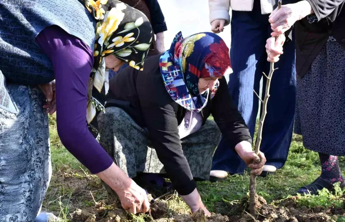 Sinop'ta kuşaklar arası gönül köprüsü fidanlarla kuruldu