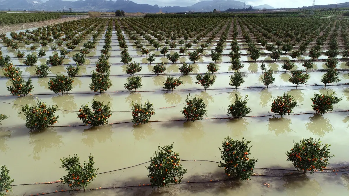 'Tarım arazileri su altında kalan Adana'da hasatlar 45 gün gecikecek'