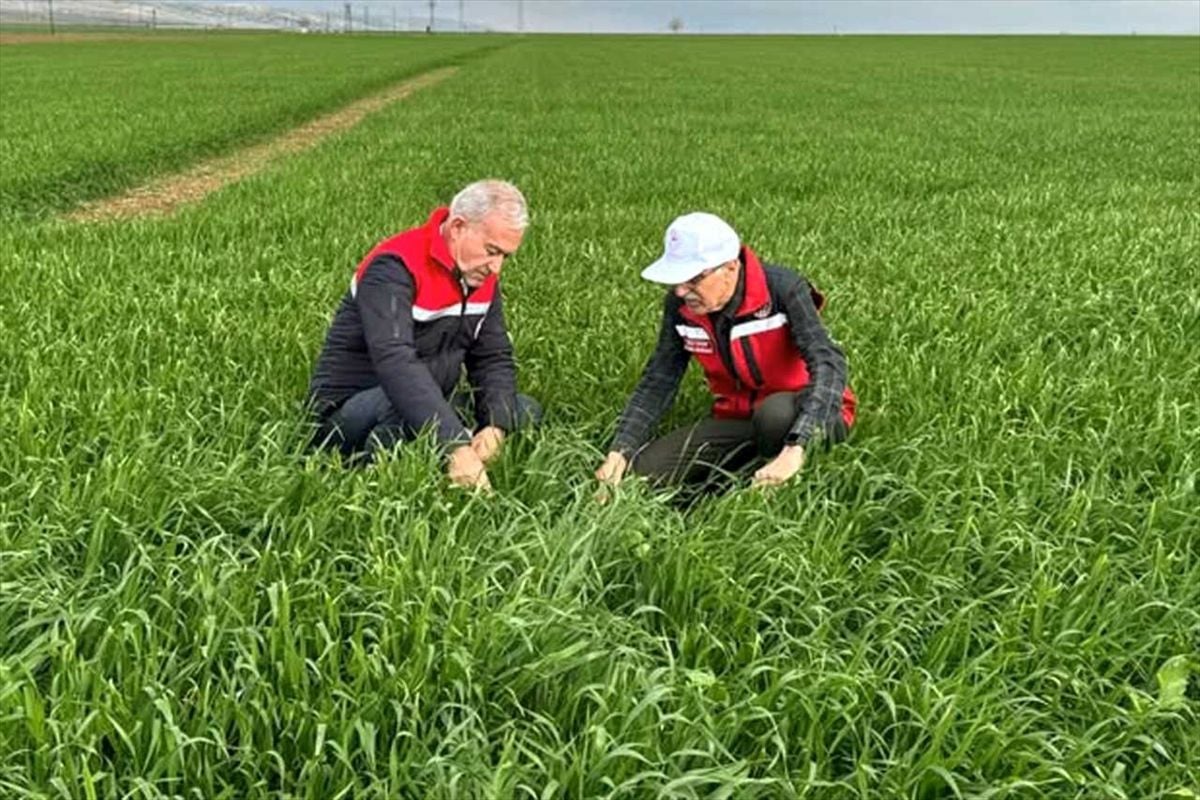 Araban'da yağışın tarım alanlarına etkileri incelendi