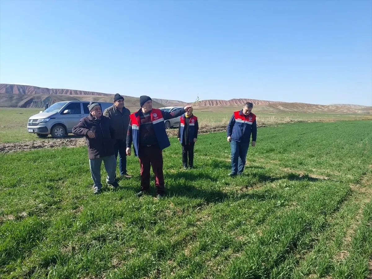 Çorum'da hububat ekili arazide kontrol çalışmaları sürüyor